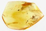 Detailed Fossil Spider (Araneae) In Baltic Amber #307837-1